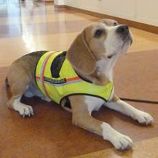 Dogged pursuit sniffs out C. diff Dogged pursuit sniffs out C. diff