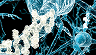 Chance of a senior developing Alzheimer's has dropped 44% over the last 30 years Chance of a senior developing Alzheimer's has dropped 44% over the last 30 years