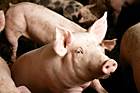 Long-term care groups watching, waiting as government responds to swine flu crisis Long-term care groups watching, waiting as government responds to swine flu crisis