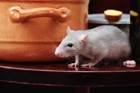 About those rats at your facility ... About those rats at your facility ...