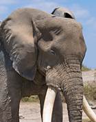 Editors' Blog: An Eden Alternative for elephants Editors' Blog: An Eden Alternative for elephants