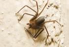 Court's verdict on spider bite likely to bug many operators Court's verdict on spider bite likely to bug many operators