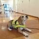 The tail of C. diff: Dog can detect illness with accuracy, researchers say The tail of C. diff: Dog can detect illness with accuracy, researchers say