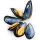 Researchers turn to mussels as a model for bio-adhesives Researchers turn to mussels as a model for bio-adhesives