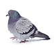 This shocking new product definitely for the birds This shocking new product definitely for the birds