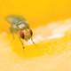 Learning on the fly: Unlikely target for wound care found Learning on the fly: Unlikely target for wound care found