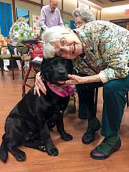 Storm, the black labrador at The Village at Rockville Storm, the black labrador at The Village at Rockville