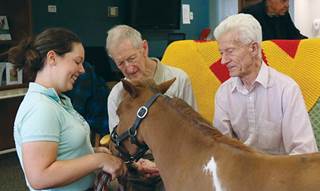 Maverick blazes pet therapy trail Maverick blazes pet therapy trail