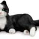 Pet cat introduced for senior care Pet cat introduced for senior care