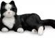 Ageless Innovation has 'purrfect' solution Ageless Innovation has 'purrfect' solution